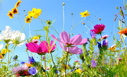 En blomsteräng
