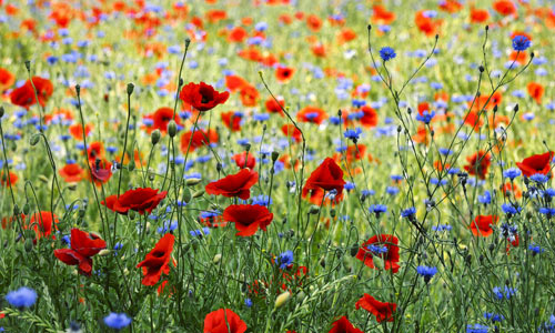 En blomsteräng